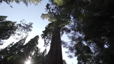 Sequoia Ulusal Parkı, güzel sekoyalar, Kaliforniya, ABD