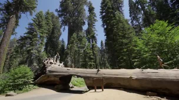 Árbol Registro Túneles Parque Nacional Sequoia California Estados Unidos — Vídeos de Stock