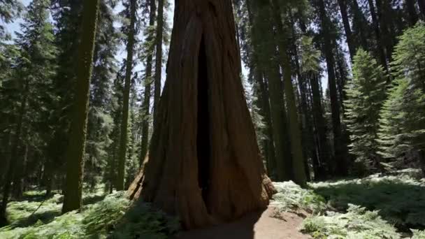 Sequoia National Park Beautiful Sequoias California Stany Zjednoczone Ameryki — Wideo stockowe