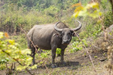 Pyin U Lwin, Myanmar - spring of 2018: the local cattle of myanmar, detail of the look of the bull with the rope in the nose