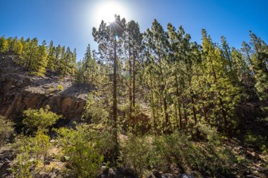 Güneşli bir günde Dağ tepesinde yeşil orman