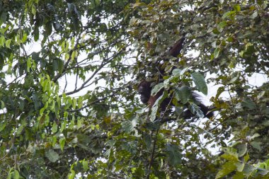 maymun ailesi ormanda.