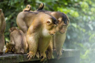 Ormandaki maymunlar, Malezya, Borneo Adası