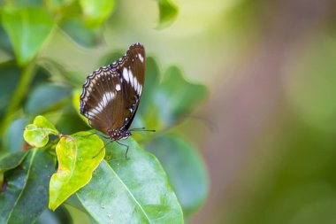Yeşil yapraklı kelebek