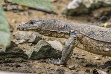 Bir kertenkele, Malasia, Borneo Adası
