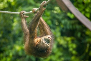 Hayvanat bahçesindeki maymun
