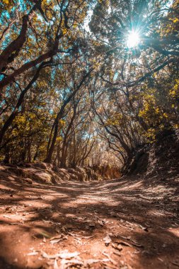 Tenerife Anaga Milli Parkı 'ndaki boş toprak yol