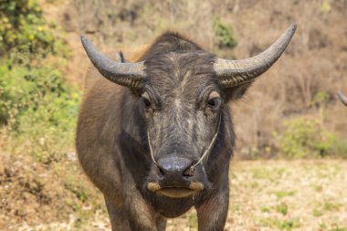 Büyük bir bufalonun portresini yakından çek. 