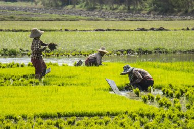 Inle Lake, Myanmar - Spring, 2018: Rice workers in the Inle Lake of Myanmar