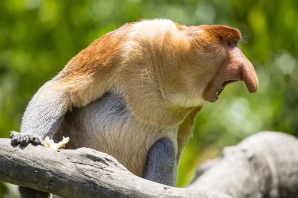 Apina Puussa Malasia Borneo Island — kuvapankkivalokuva