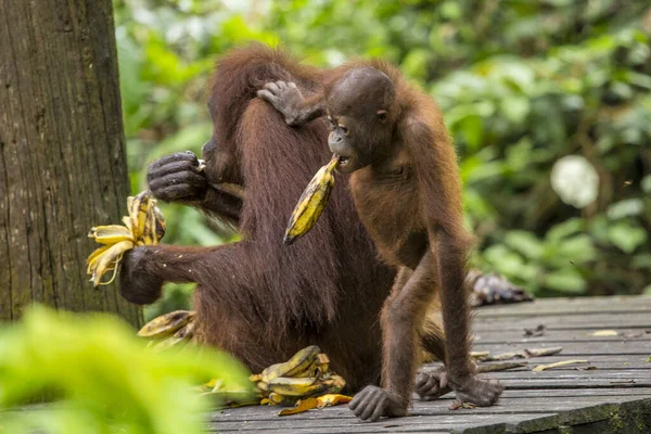 Орангутан Джунглях Остров Малазия Борнео — стоковое фото