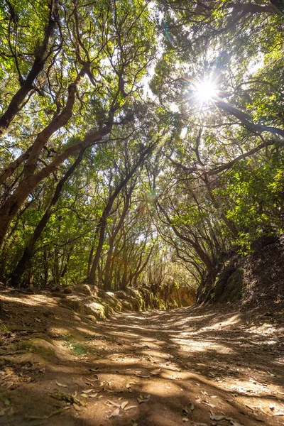 Empty Dirt Road Tenerife Anaga National Park — Stock Photo, Image