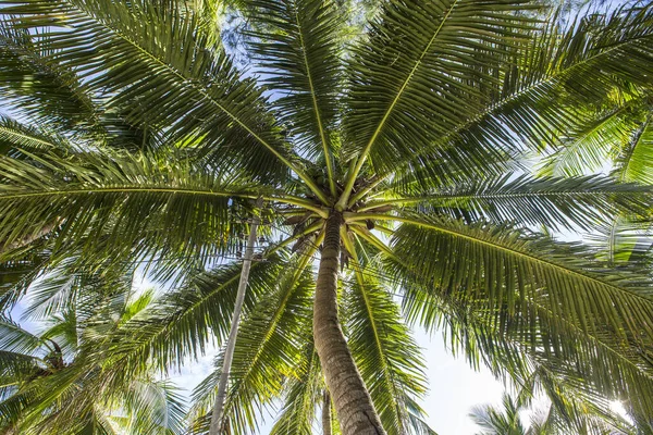 Folhas Palma Céu — Fotografia de Stock