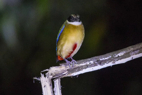 Grand Mésange Parus Major Perché Sur Une Branche — Photo