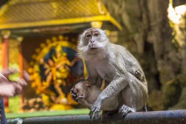 monkey in temple, Malasia,  Kuala Lumpur