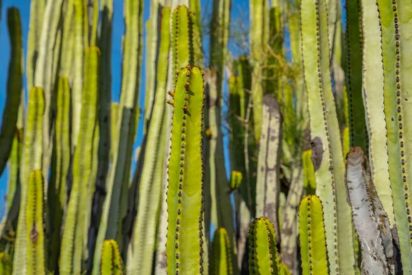 Kaktus Der Wüste — Stockfoto