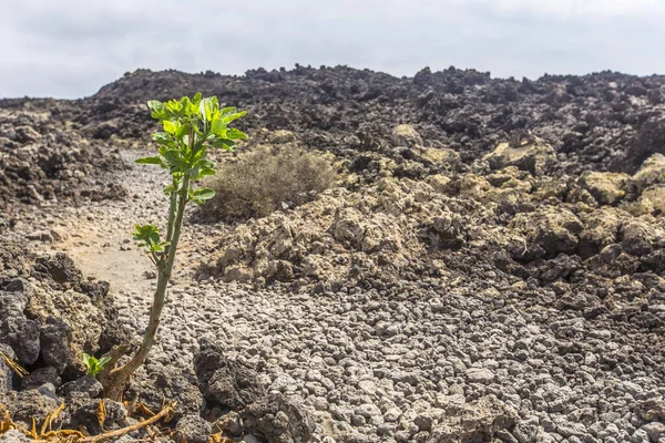 Güzel Timanfaya Volkanında Lav Denizi Timanfaya Parkı Lanzarote Spanya — Stok fotoğraf