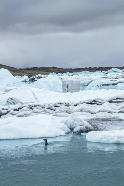 A young man paddle surfing and a seal in Jokulsarlon (glacial river lagoon), large glacial lake in southeast Iceland, on the edge of Vatnajokull National Park