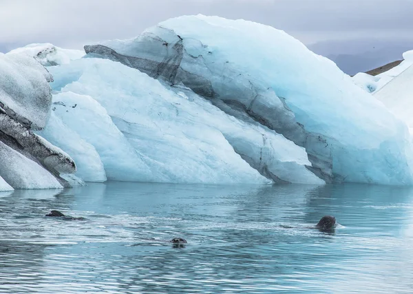 Sigilli Jokulsarlon Laguna Fluviale Glaciale Grande Lago Glaciale Nel Sud — Foto Stock