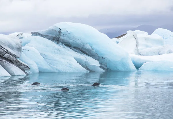 Tři Tuleni Jokulsarlonu Ledovcová Laguna Velké Ledovcové Jezero Jihovýchodě Islandu — Stock fotografie