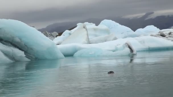 Seals Swimming Iceberg Lake Jkulsrin Iceland — стоковое видео