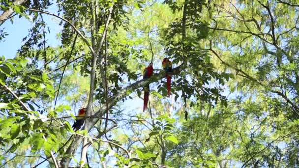 Szkarłatne Makawki Świątyniach Copan Ruinas Honduras — Wideo stockowe