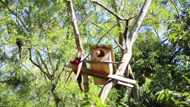 Scarlet Macaws Leker Träden Templen Copan Ruinas Honduras — Stockvideo