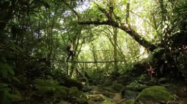 Yojoa Gölü 'ndeki Cerro Azul Meambar (Panacam) Milli Parkı' nda yürüyen genç bir kadın. Honduras