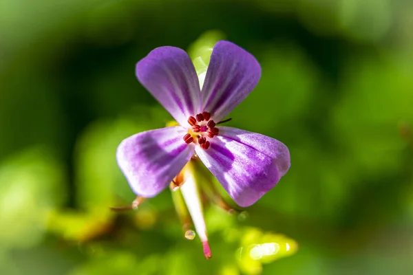 Une Belle Fleur Violette Printemps Dans Brousse — Photo