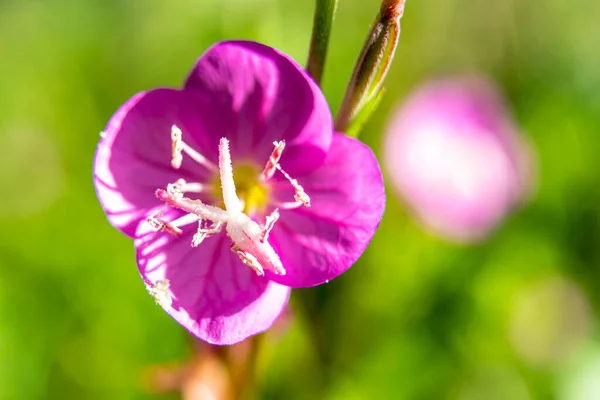 Une Jolie Fleur Rose Ouverte Printemps Dans Brousse — Photo