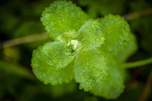 Peppermint Dew Spring Bush — Stock Photo, Image