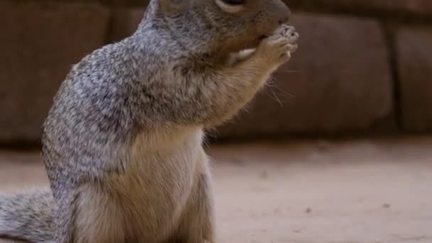 Lovely Squirrel Eating Zion National Park Utah United States — Stock Video