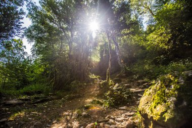 Pireneler 'deki Panticosa ormanının içindeki güneş, Aragon. İspanya