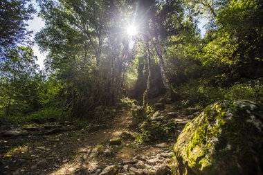 Pyrenees, Aragon 'daki Panticosa ormanının içindeki fotoğraf. İspanya