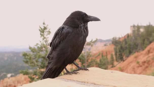 Svart Kråka Bryce Canyon National Park Utah Förenta Staterna — Stockvideo