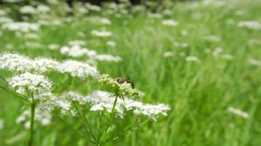 Kaliforniya, Sequoia Ulusal Parkı 'ndan çiçek taşıyan dev bir böcek. Birleşik Devletler