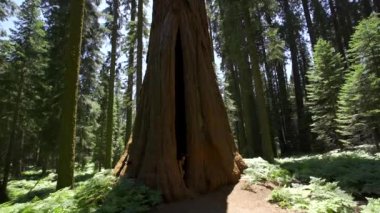 Kaliforniya 'daki Sequoia Ulusal Parkı' nda dev bir ağaçtan tırmanan genç bir turist. Birleşik Devletler