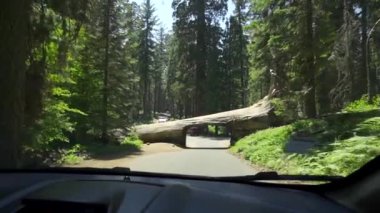 Kaliforniya, Sequoia Ulusal Parkı 'ndaki Tünel Kütük Ağacı' nı geçiyoruz. Birleşik Devletler