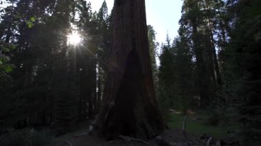Sequoia Ulusal Parkı, Kaliforniya 'daki General Sherman Tree' de gün batımı. Birleşik Devletler