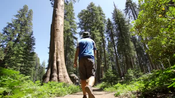 Młody Człowiek Pięknym Szlaku Parku Narodowym Sequoia Kalifornii Stany Zjednoczone — Wideo stockowe