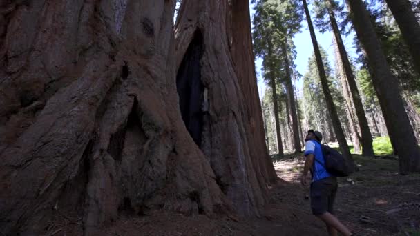 カリフォルニア州セコイア国立公園の巨大な木の間を歩く若い観光客の少年 アメリカ合衆国 — ストック動画