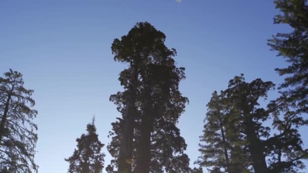 Zonsondergang Sequoia National Park Californië Verenigde Staten — Stockvideo