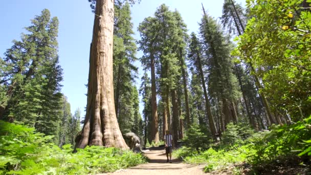 Een Jongeman Die Het Pad Bewandelt Sequoia National Park Californië — Stockvideo