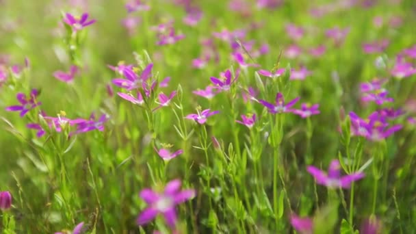 ヨセミテ国立公園の豪華なピンクの花 米国カリフォルニア州 — ストック動画