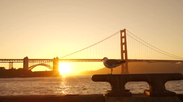 Gabbiano Bellissimo Tramonto Golden Gate San Francisco — Video Stock