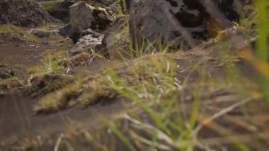 Landmannalaugar 'dan İzlanda' ya 54 km 'lik yolculuğun tadını çıkaran genç bir kadın.