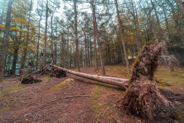 Peas de Aya Dağı 'nın zirvesine giden yolda devrilmiş bir ağaç ya da Aiako Harria, Oiartzun. Bask ülkesinin Gipuzkoa Eyaleti