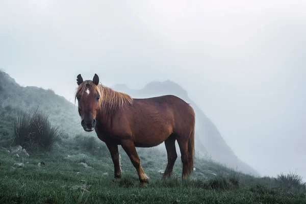 Одинокий Свободный Конь Облачной Вершине Горы Гос Айя Называемый Айако — стоковое фото