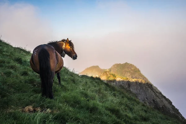 Dawn Licht Het Gezicht Van Een Paard Top Van Erwten — Stockfoto