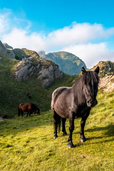 Een Familie Van Paarden Top Van Erwten Aya Ook Wel — Stockfoto